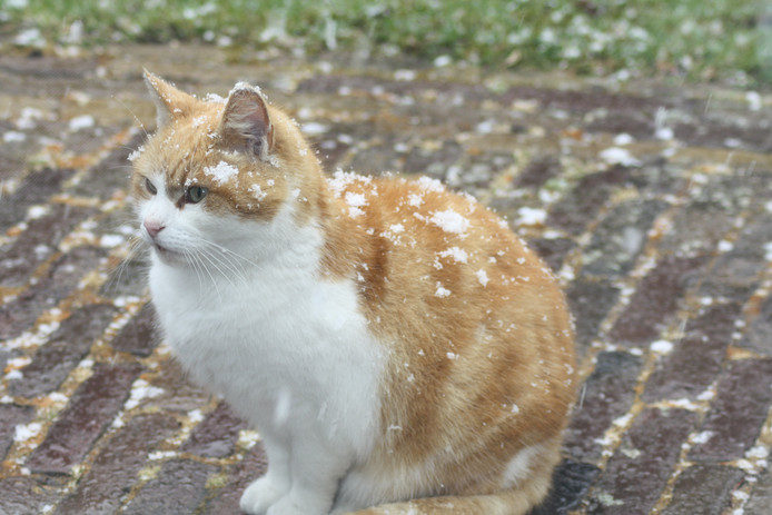 Peter Rotteveel from the Dutch village Stiens took this picture of snow falling on his cat.