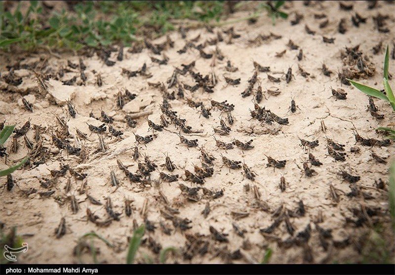 Iran locust outbreak
