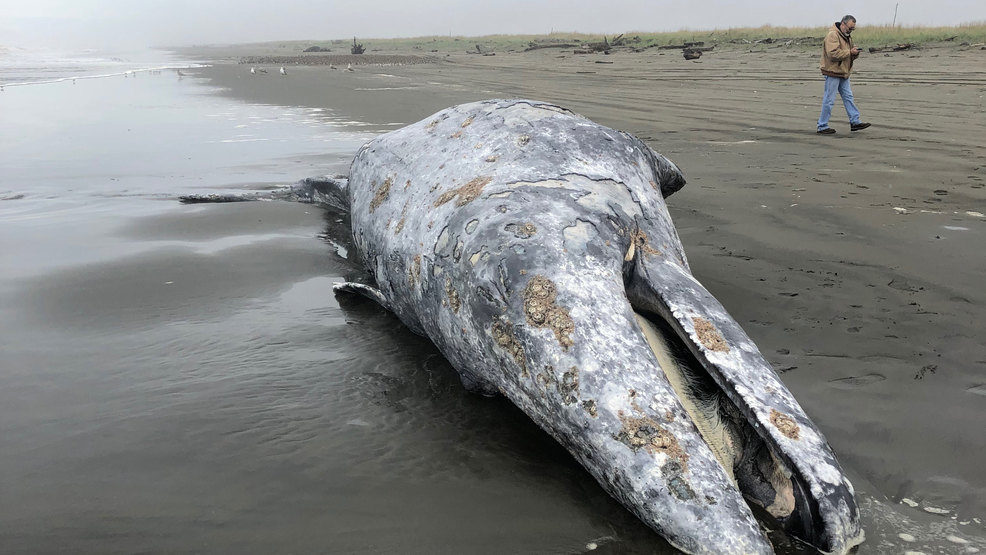 The gray whale was found beached