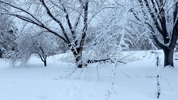 Heavy, wet snow weighs down tree branches in Cloquet Thursday morning.