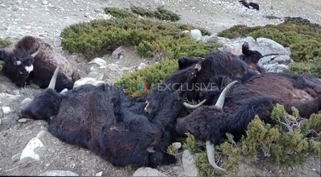 Over 300 yaks starve to death