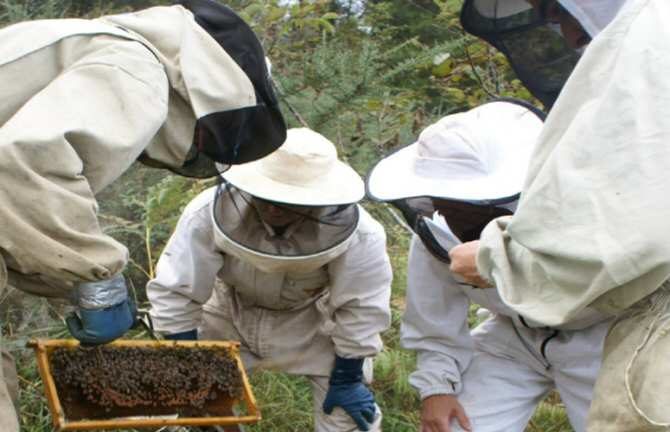 apicultores abejas bees