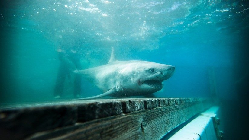 White shark tiburón blanco