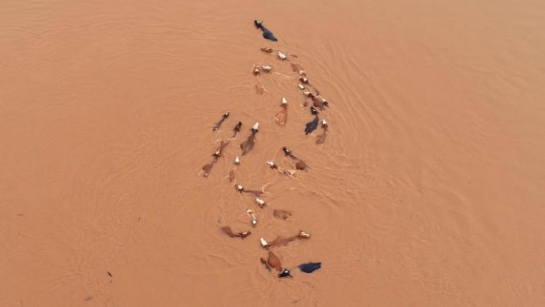 A herd of cattle is seen stranded by floodwaters following heavy rainfall in Jian, Jiangxi province, China June 12, 2019