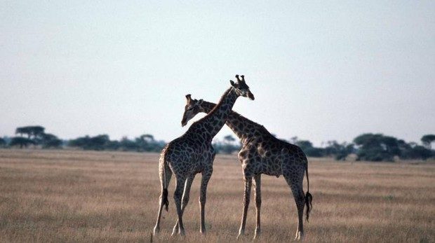 Imagen de archivo de dos jirafas