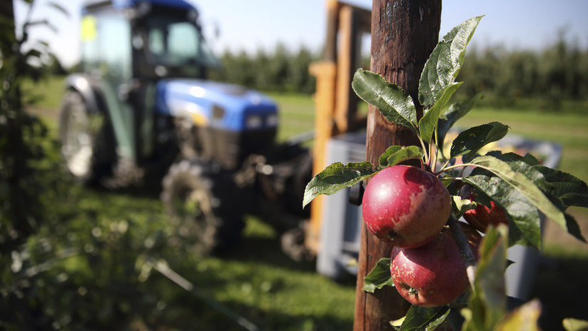 Huerto de manzanas en Verger d'Epinoy, norte de Francia. 3 de septiembre de 2014.