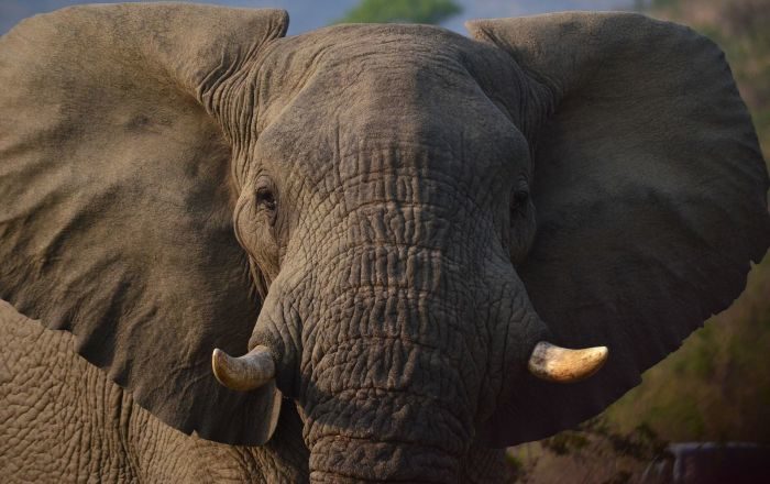 Elefante atacó a una camioneta de turistas en un safari en Sudáfrica