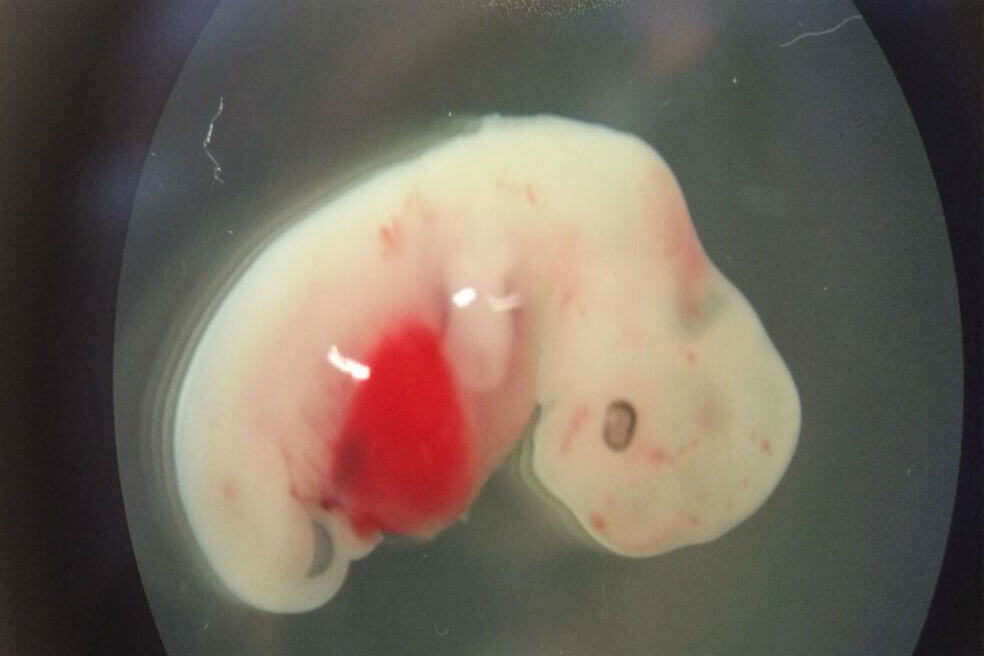 Japón aprueba primeros experimentos con embriones híbridos entre humanos y animales