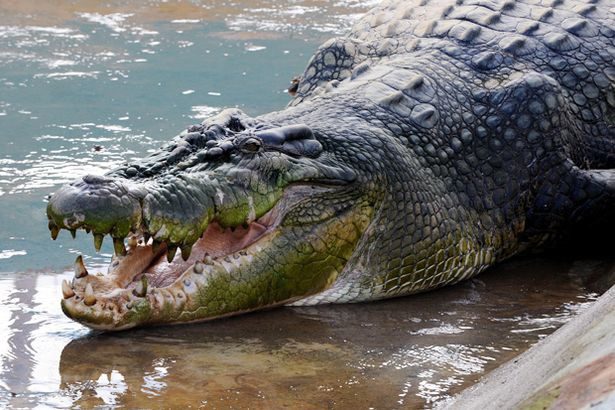 It is the fifth such crocodile incident in the Filipino town of Balabac this year