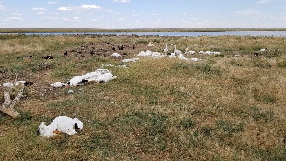 A few young birds walk among the carcasses of pelicans and double-crested cormorants killed by two-inch hail and 70 mph wind Sunday, Aug. 11, 2019, at Big Lake Wildlife Management Area west of Molt