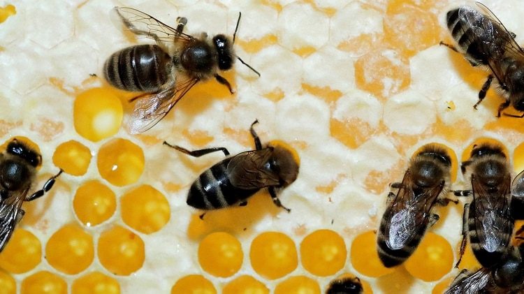 Peligroso: mueren más de 500 millones de abejas en Brasil en tres meses