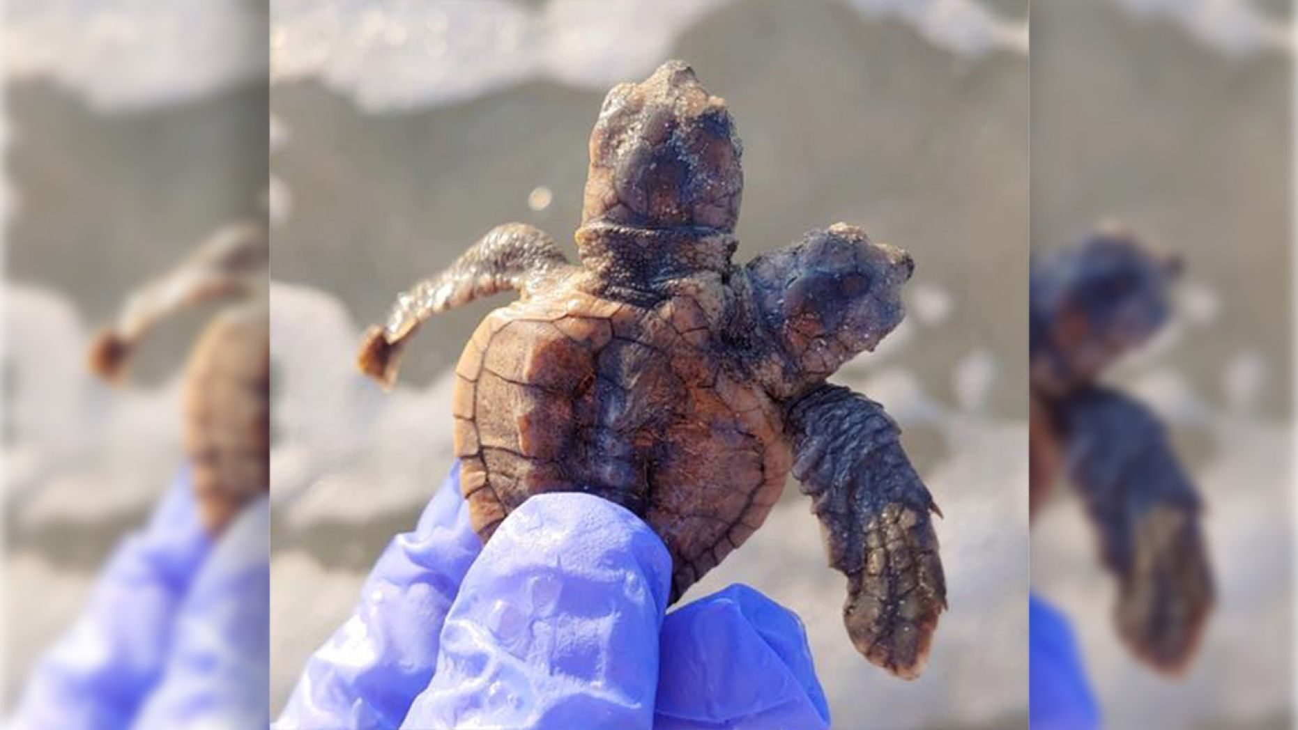 The two-headed turtle stunned researchers.