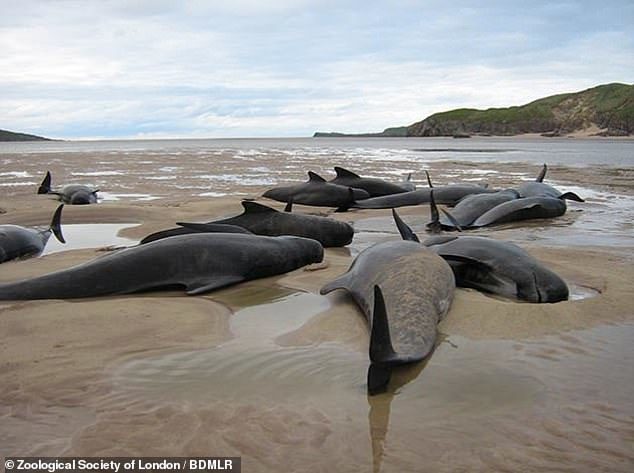 Almost 5,000 dolphins, porpoises and whales have been found washed up dead on shores around the United Kingdom in a single seven-year period. Pictured, a mass stranding of long-finned pilot whales on a b