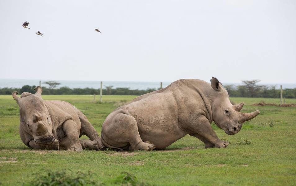 Consiguen dos embriones viables del casi extinto rinoceronte blanco
