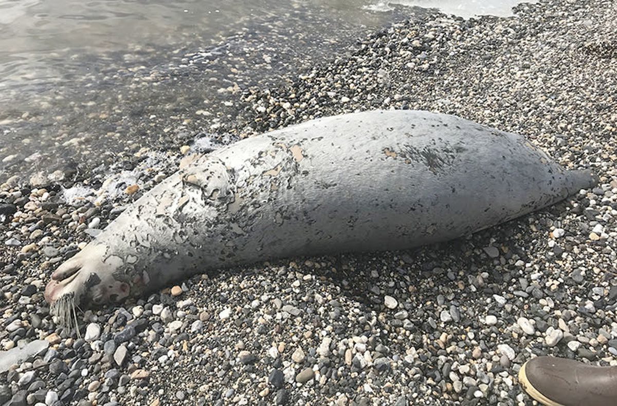 A dead seal found on a beach near Kotzebue, Alaska, May 24, 2019.