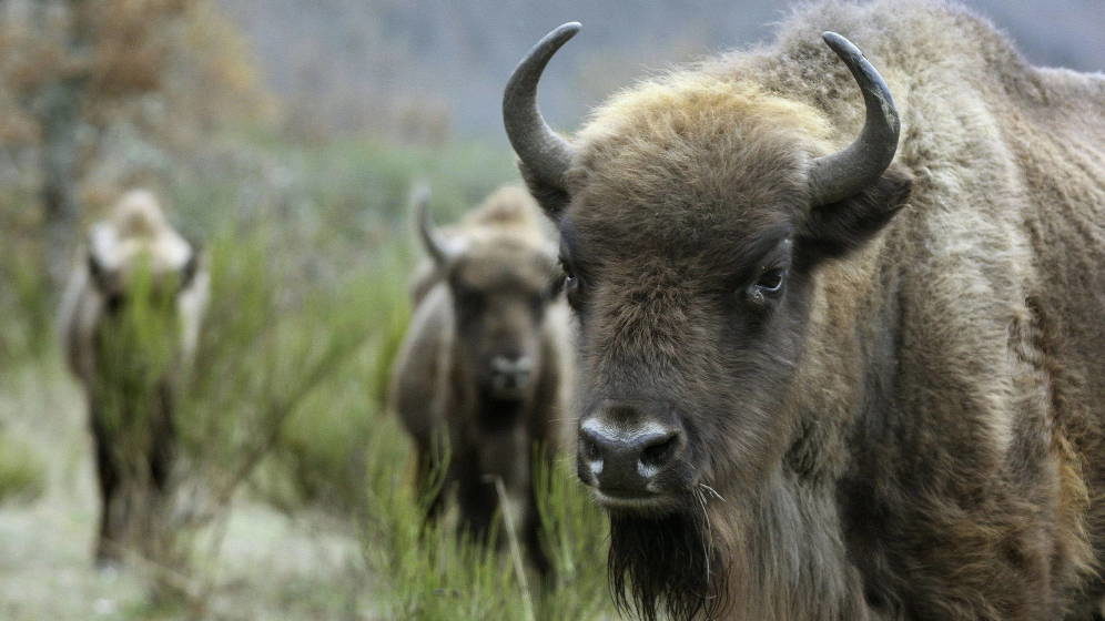 Un bisonte ataca a un hombre y, tres meses después, a su novia.