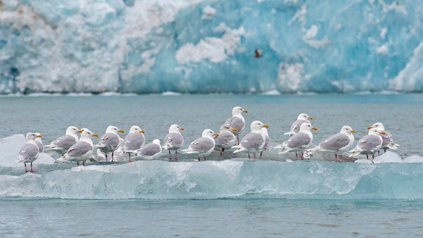 Gaviotas de pie sobre un iceberg en el Océano Ártico.