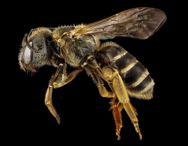 Científicos declaran a las abejas como los seres vivos más importantes
