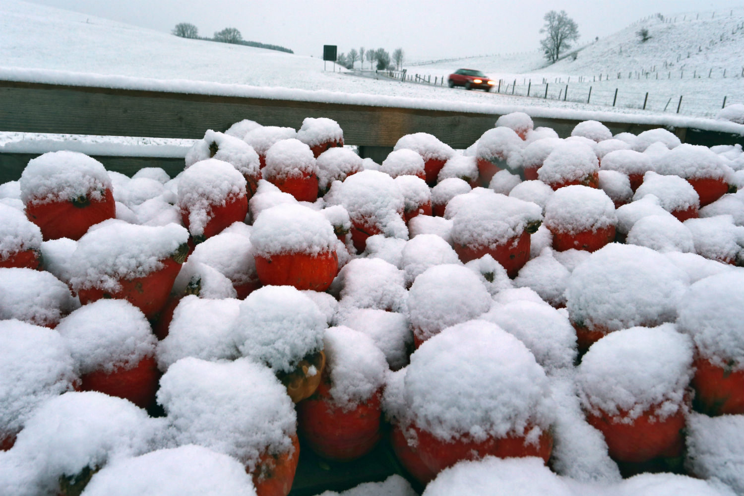 Pumpkins in Marktoberdorf, Bavaria covered in snow on Wednesday.