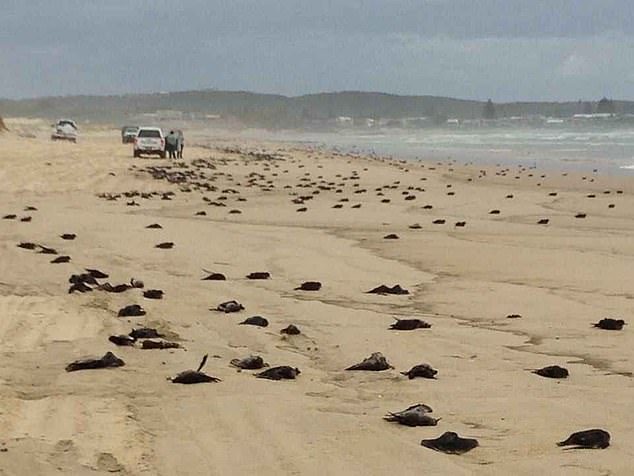 Hundreds of dead birds are washing up on Sydney's iconic beaches. Pictured: The corpses of short-tailed shearwaters on an Australian beach in October