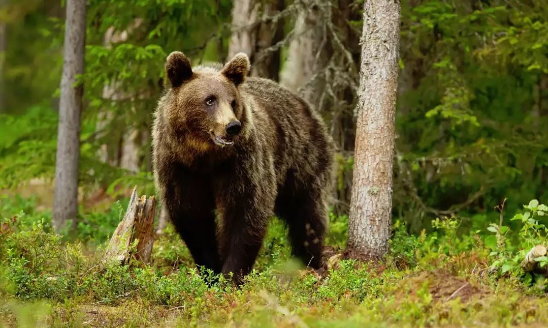 El oso pardo atemoriza la población de Rumanía El oso pardo atemoriza la población de Rumanía | RTVE