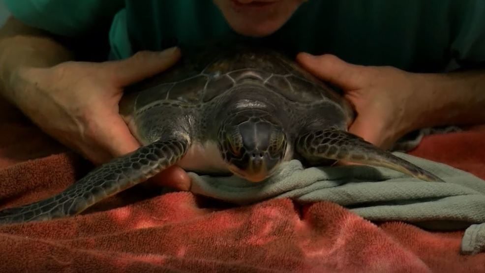 Cold snap sends over 100 sea turtles to rehab center