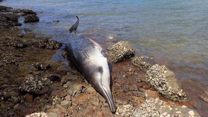 Three Gray's beaked whales beached and died on Great Barrier Island despite rescue efforts.