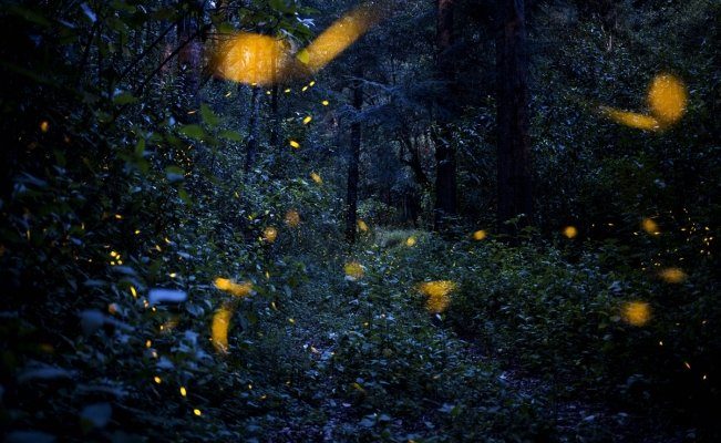 Luciérnagas en el bosque de Santa Clara, en el estado de Tlaxcala, México.
