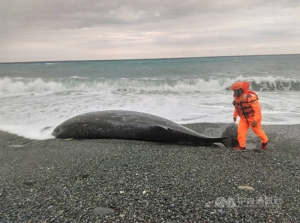 A Cuvier's beaked whale found on a beach in Hualien, eastern Taiwan