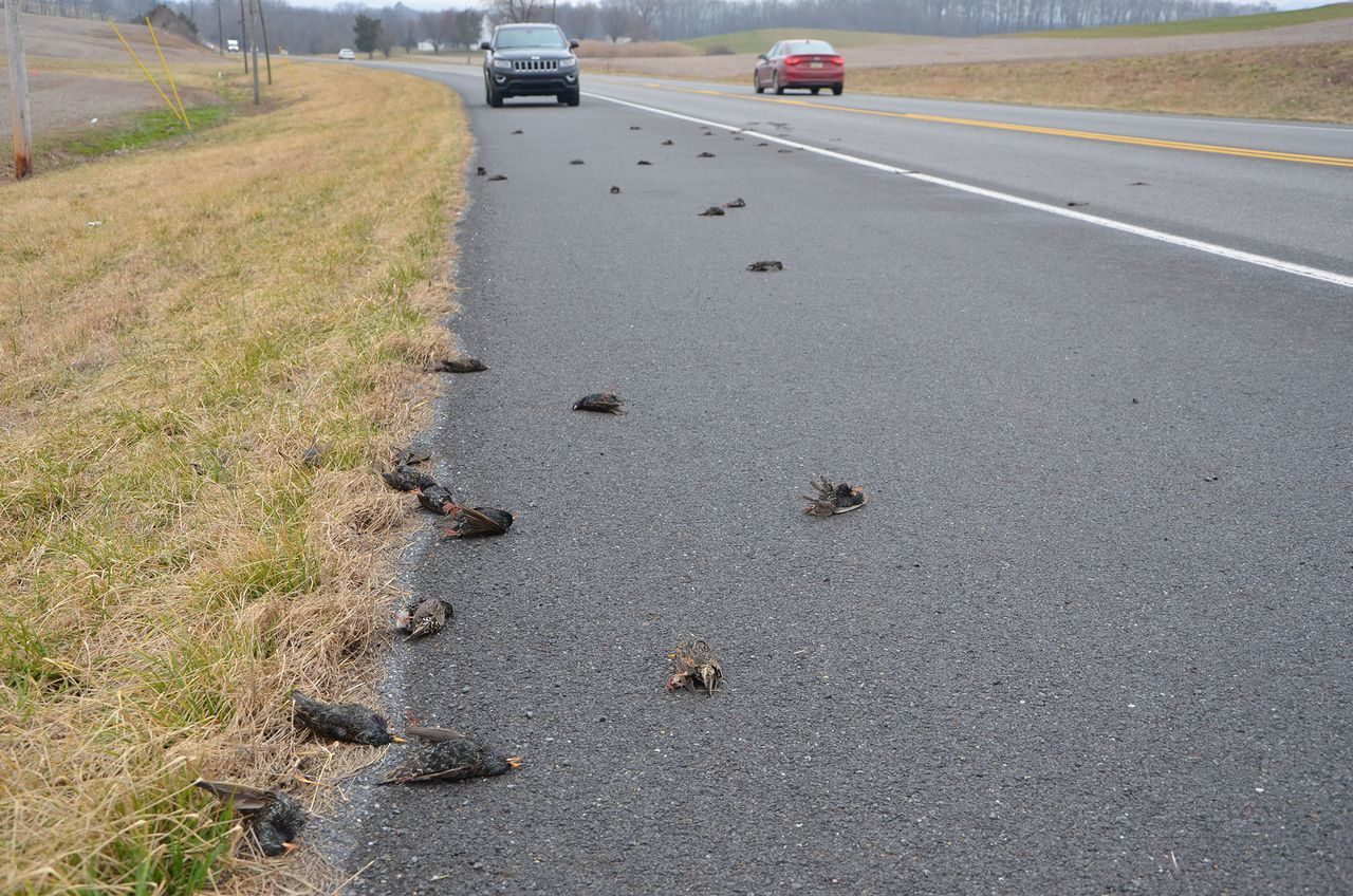 A flock of more than 100 European starlings were killed in one small spot along Route 225 in northern Dauphin County.