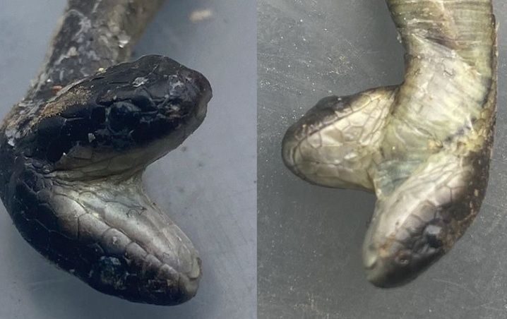 Mamá reptil da luz a serpiente de dos cabezas en Australia