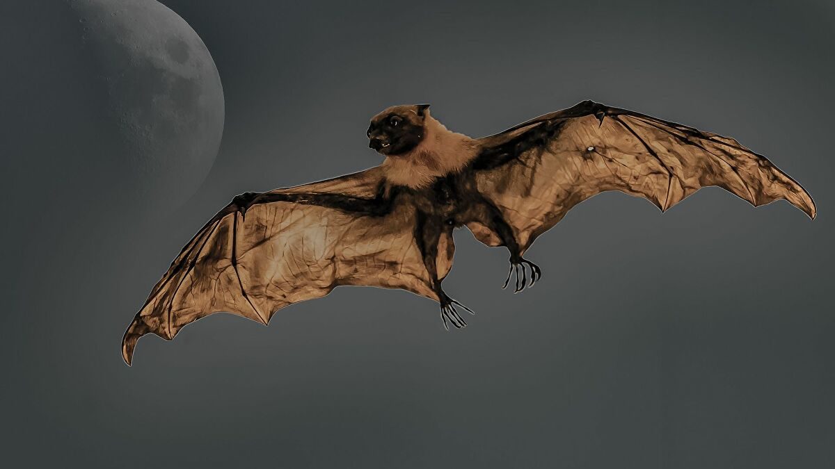 Bat at night