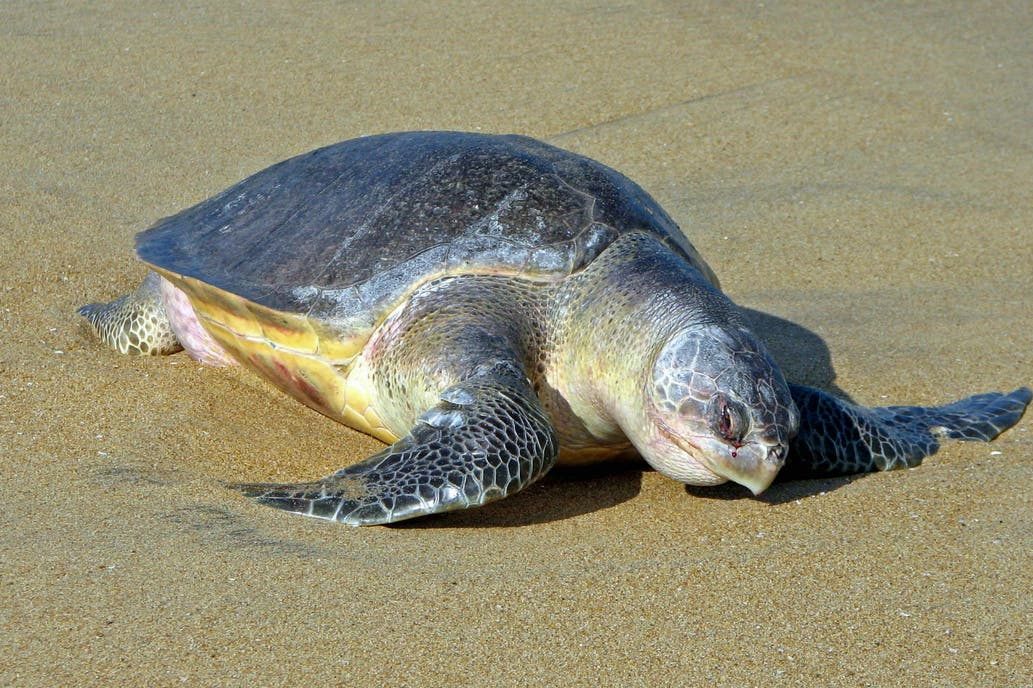 tortugas Olive Ridley