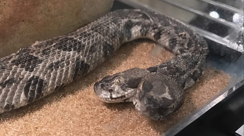 Descubrieron una serpiente con dos cabezas que pelean entre sí por el alimento.