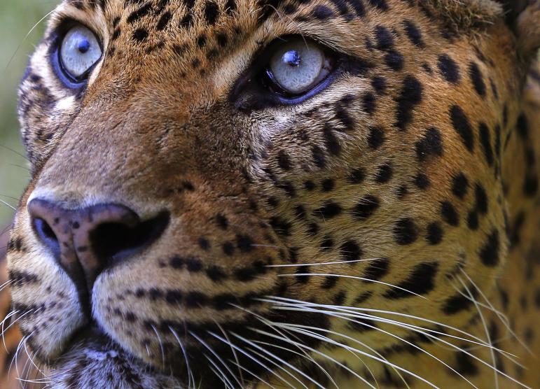 A male leopard
