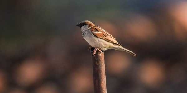 Male and female sparrows can be easily