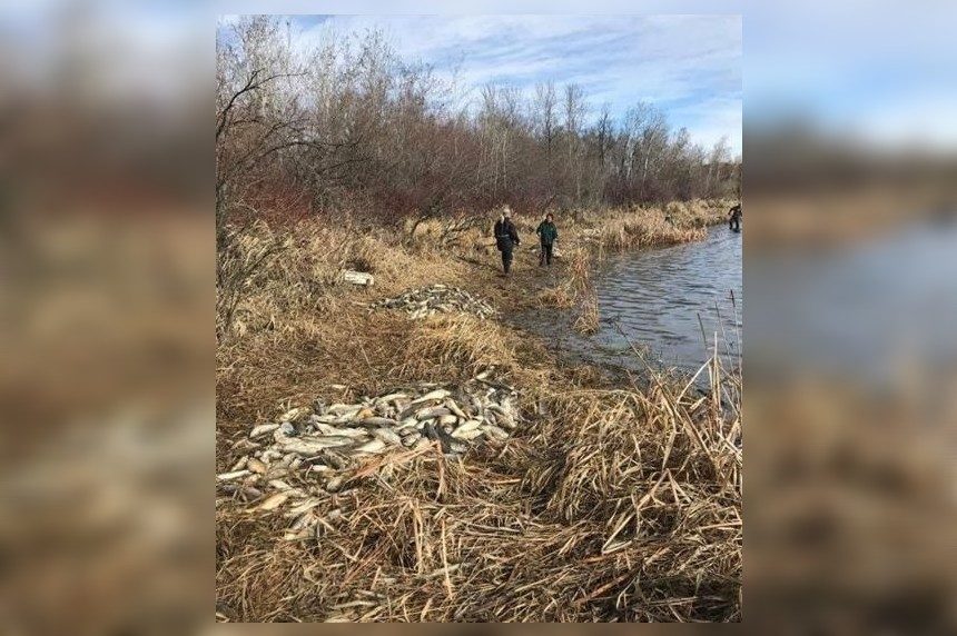 Dead fish were found on the shores of Humboldt Lake after the 2020 spring thaw.