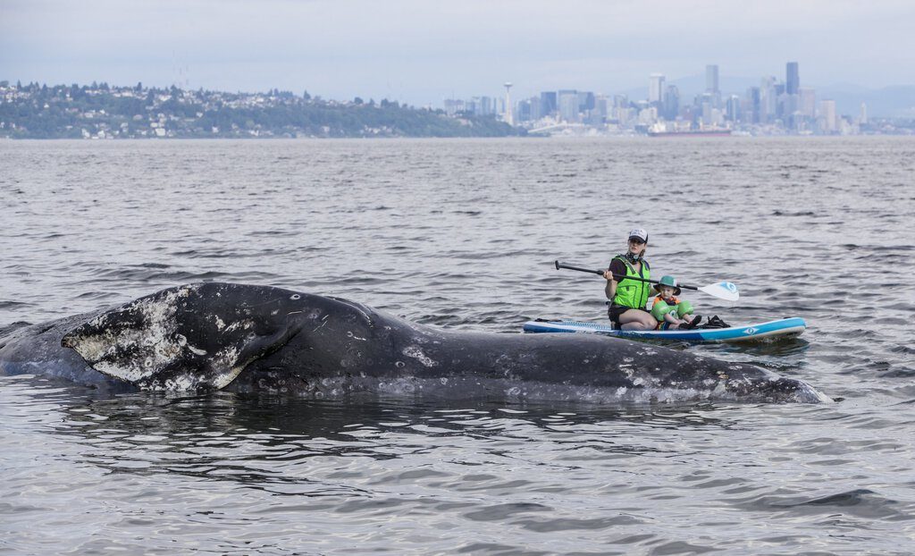 Maggie Kizer and her son, Eli, 3, paddle board near a dead gray whale that washed up on the shore of Manitou beach on Bainbridge Island on Tuesday.