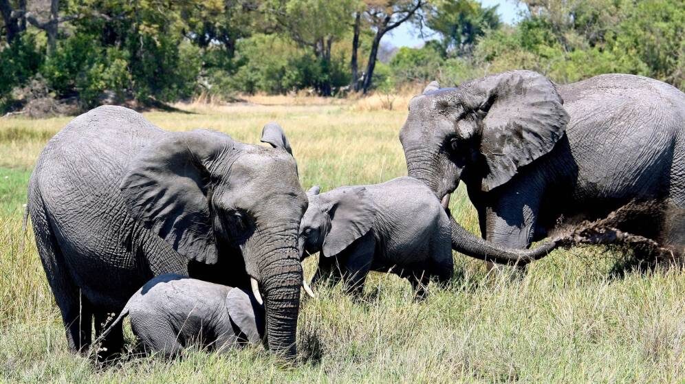 Nadie sabe cómo han muerto 154 elefantes en Botsuana (y no ha sido la caza furtiva).