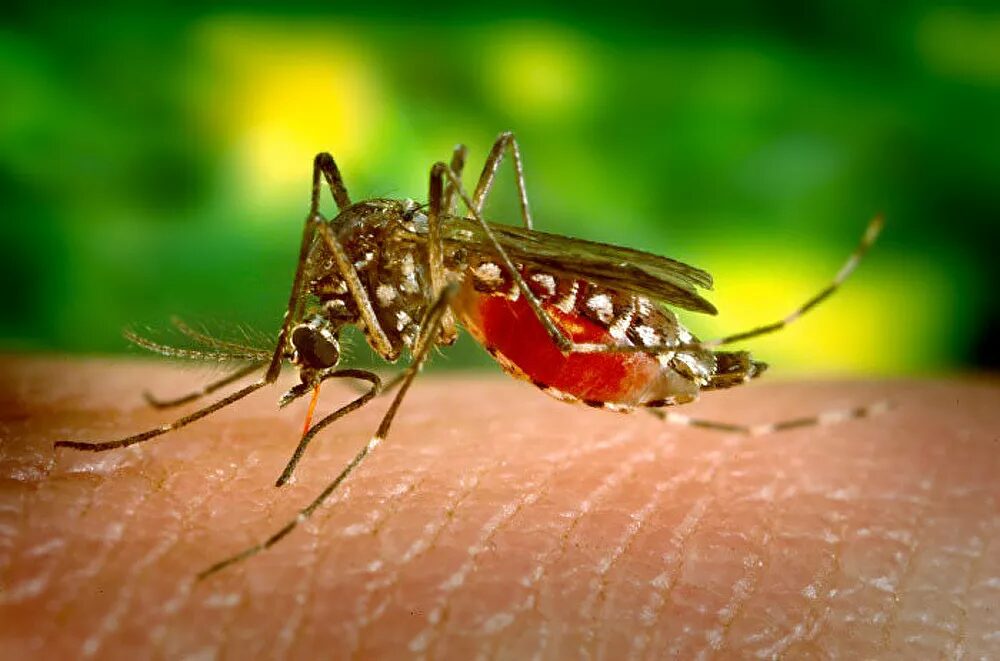 Estudio identifican una nueva cepa del Zika y podría causar otra epidemia en Iberoamérica