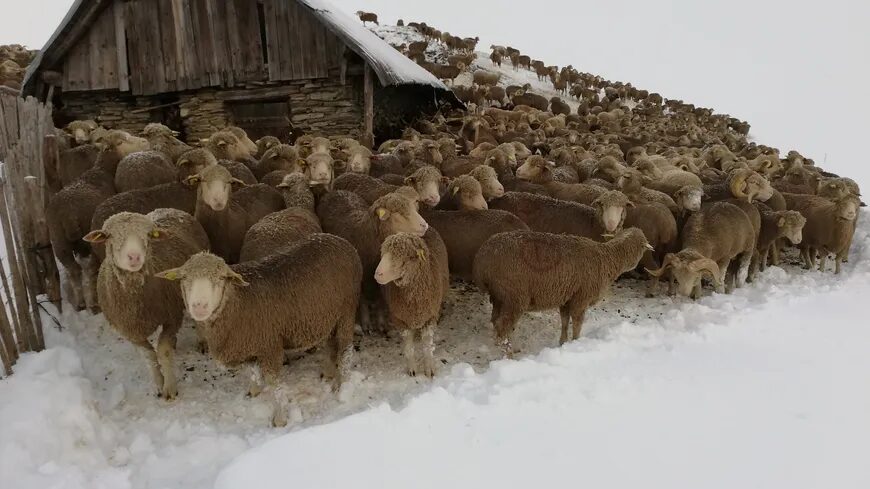 6.000 sheep and ewes, about a hundred cows, divided into five flocks are trapped in the snow