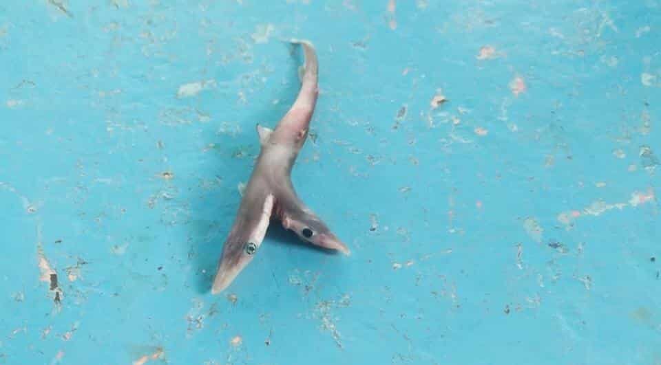 The fisherman threw the rare double-headed shark back into the water after finding it off the Palghar coast