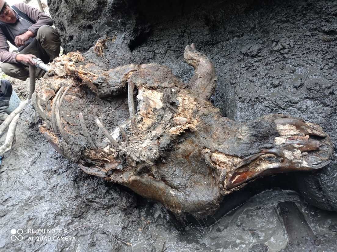 rinoceronte lanudo,congelado,Siberia,20.000 años