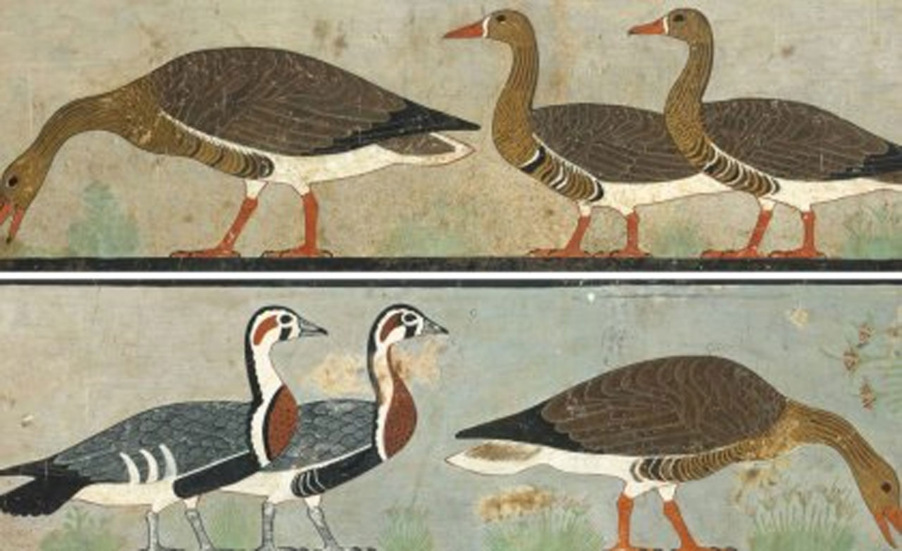 Ancient Geese