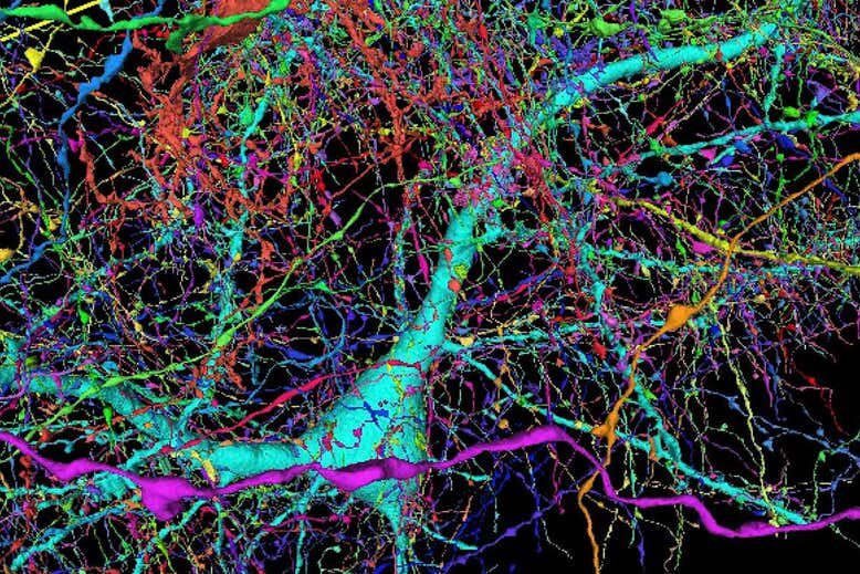 Clic para aumentar single neuron