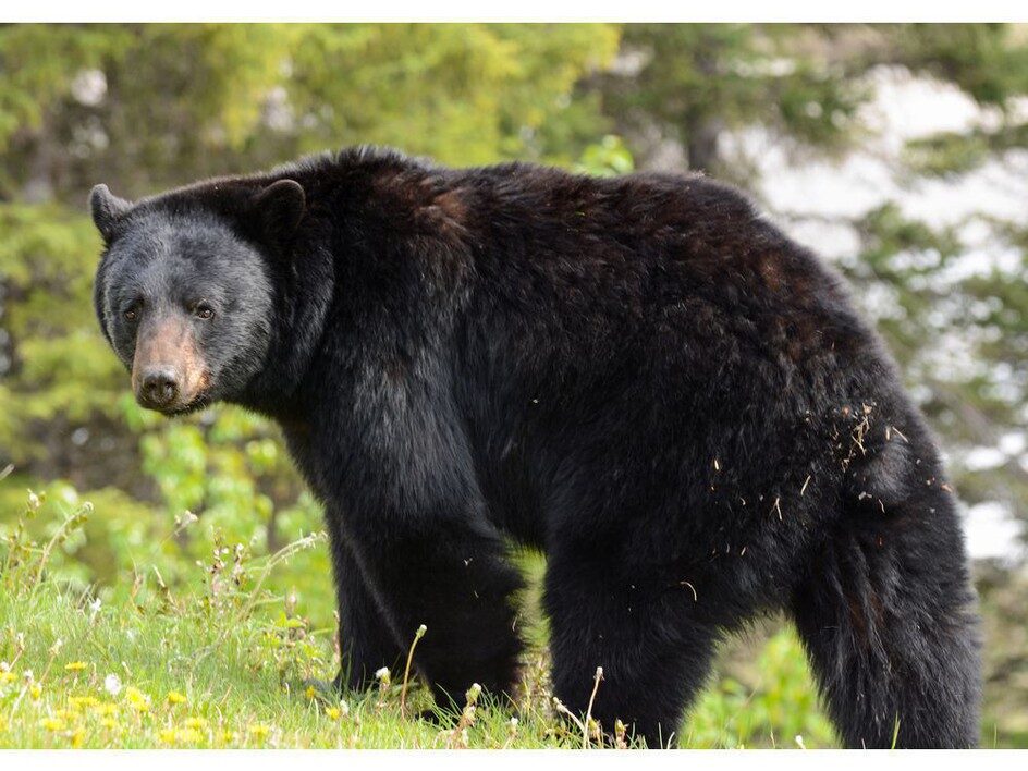 The witness at the scene said she believes it was a black bear that attacked her co-worker.
