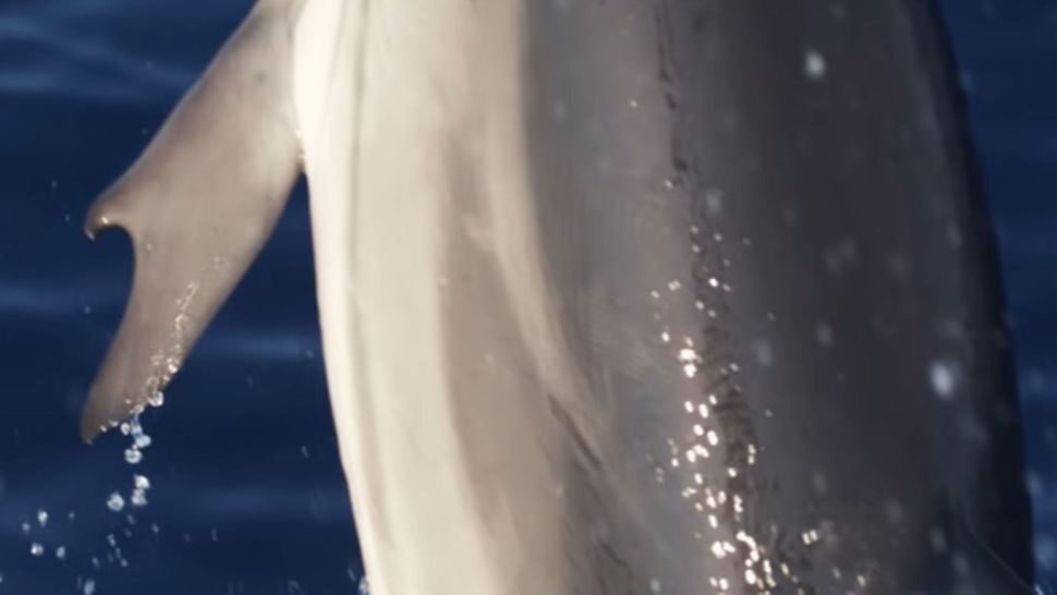dolphin thumb