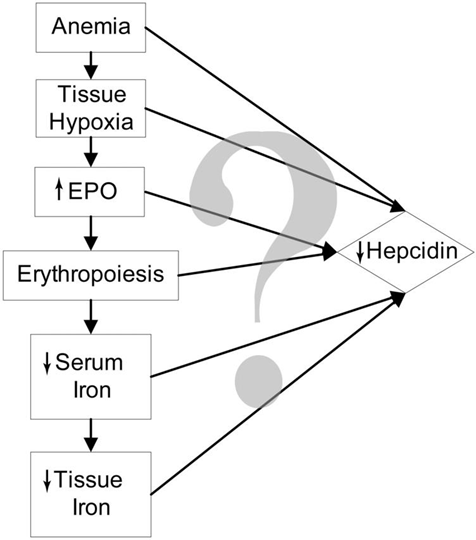 Posibles reguladores de la hepcidina