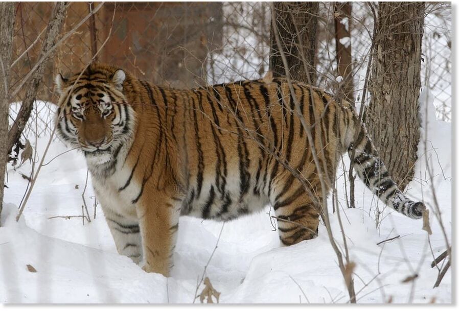 Lutiy, an endangered Amur tiger, roams in his cage at the Wild Animals Rehabilitation Center at the Sikhote-Alin Nature Monument, Russia on Monday, December 5, 2005