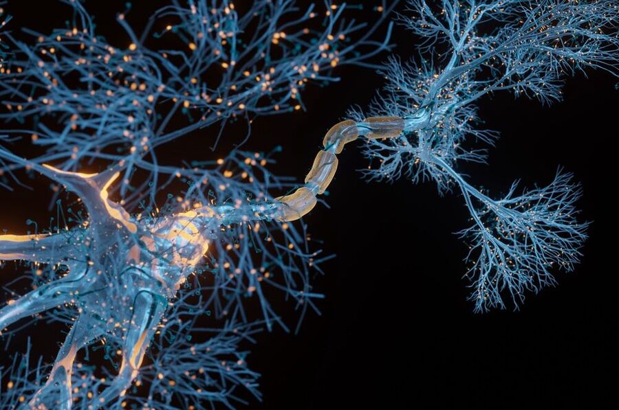 neurons dendrites memory formation